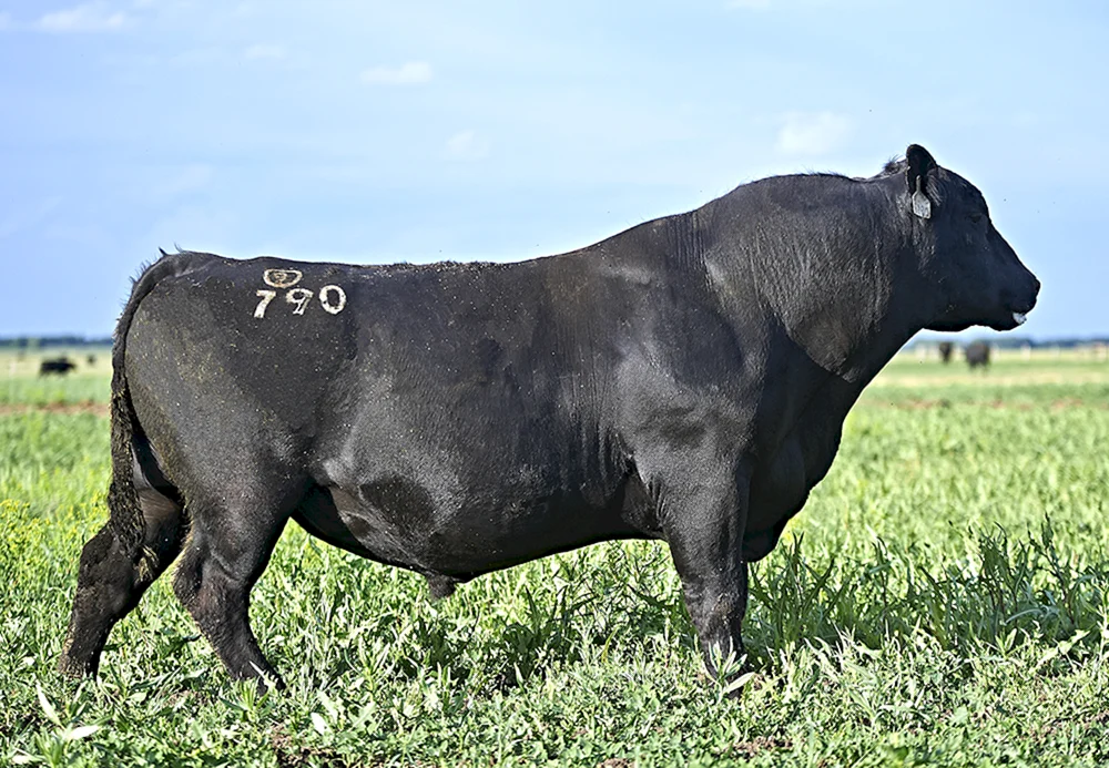 Holstein-Friesian-Rasse der Bullen