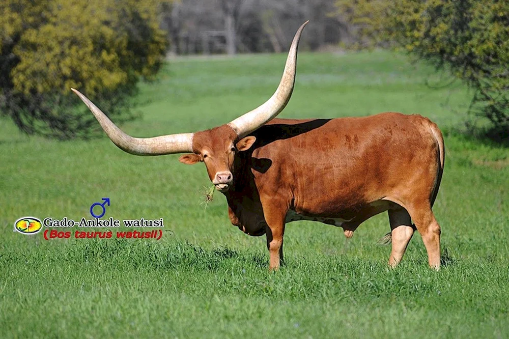 Watussi wilder Stier