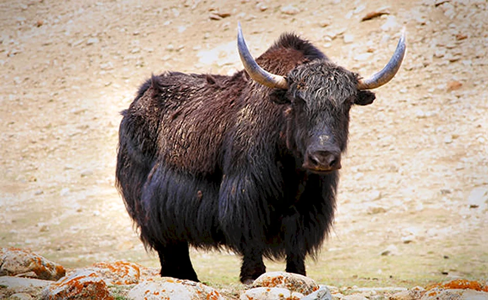 Brauner Hochlandbulle