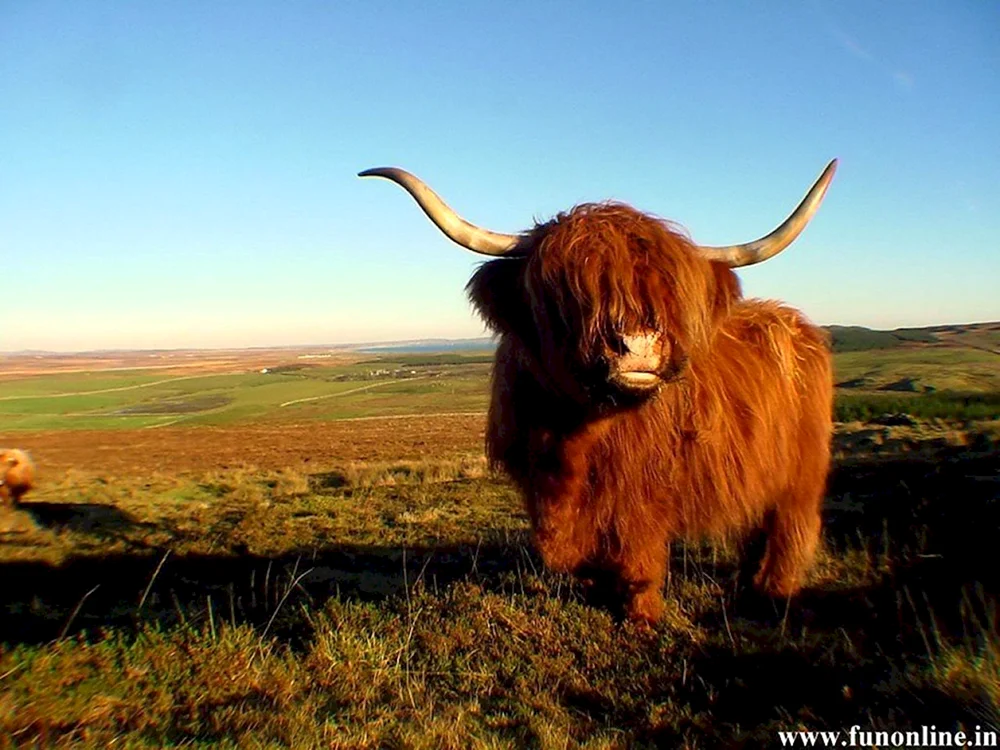 Yak Tibetanischer Bulle