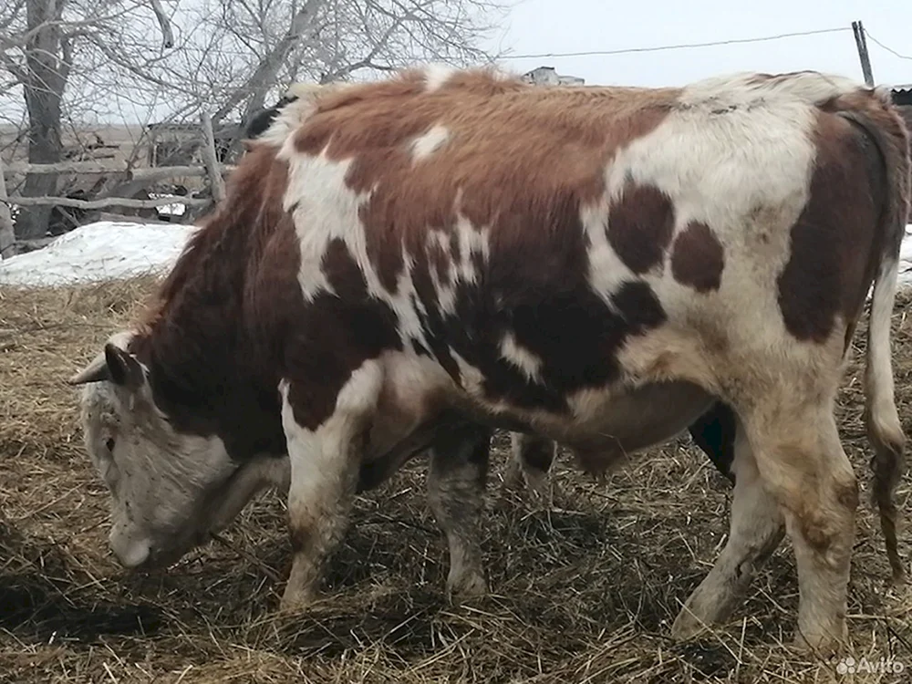 Simmentaler Stier