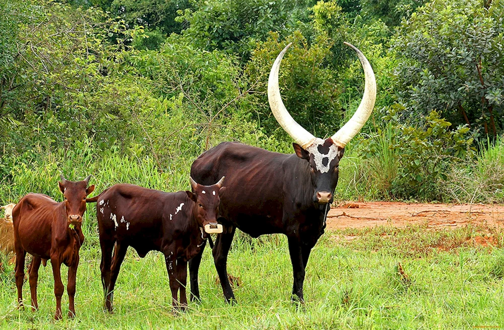 Tour wilder alter Stier