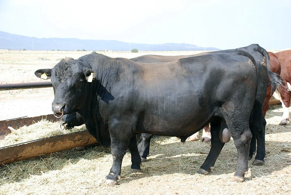 Angus Rasse von Angus