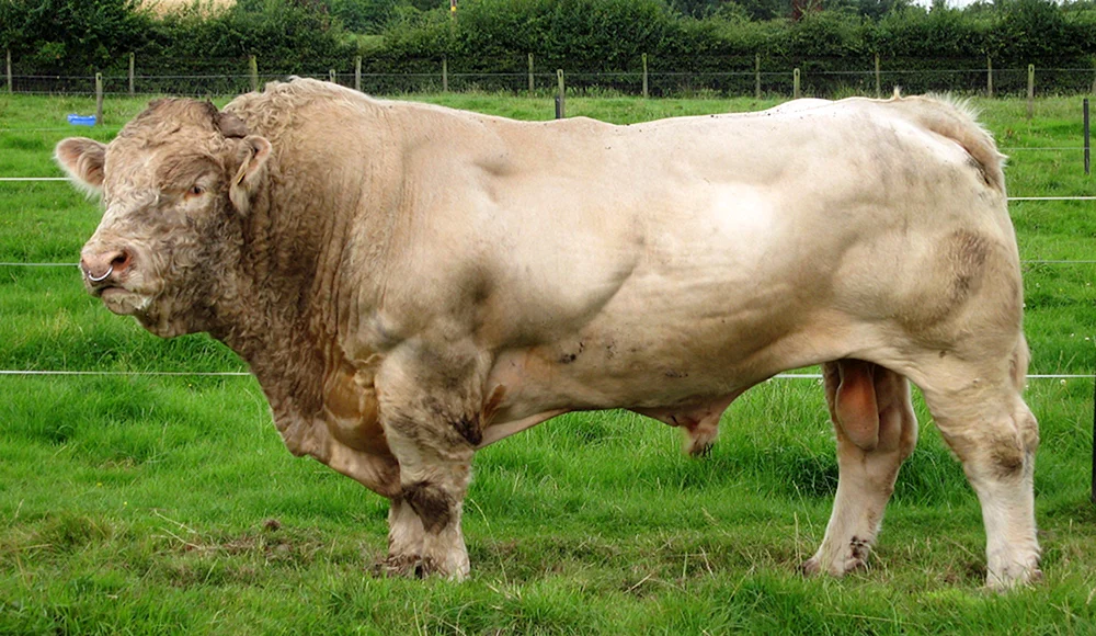 Aberdeen-Angus-Bulle