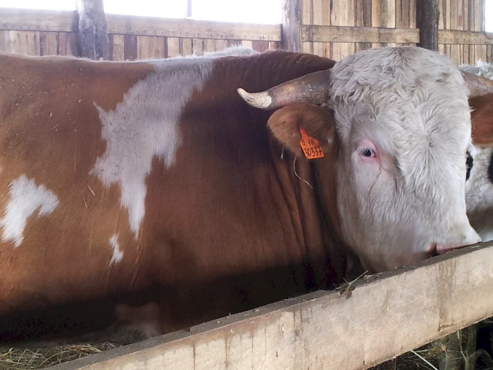 Simmentaler Rinderrasse. Rinderrasse