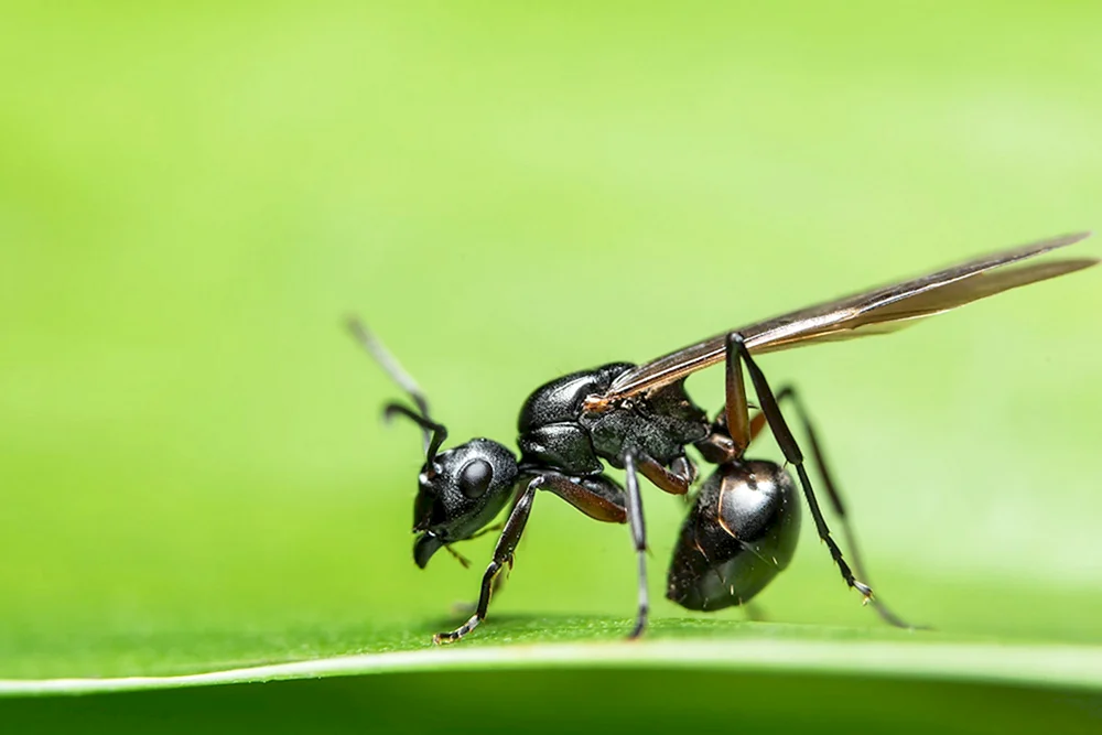 Camponotus herculeanus sachalinensis
