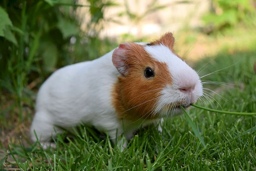 Piggy Minischwein