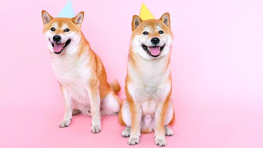 Shiba inu
