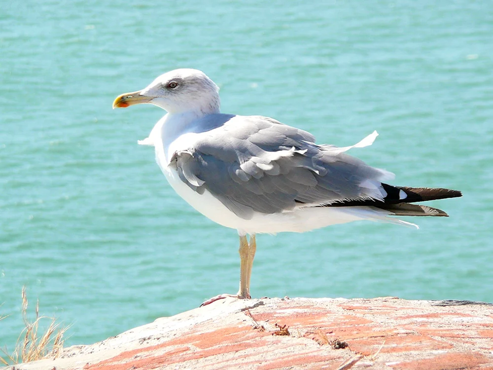 Schwarzes Meer Wasservögel Schwarzer Kormoran