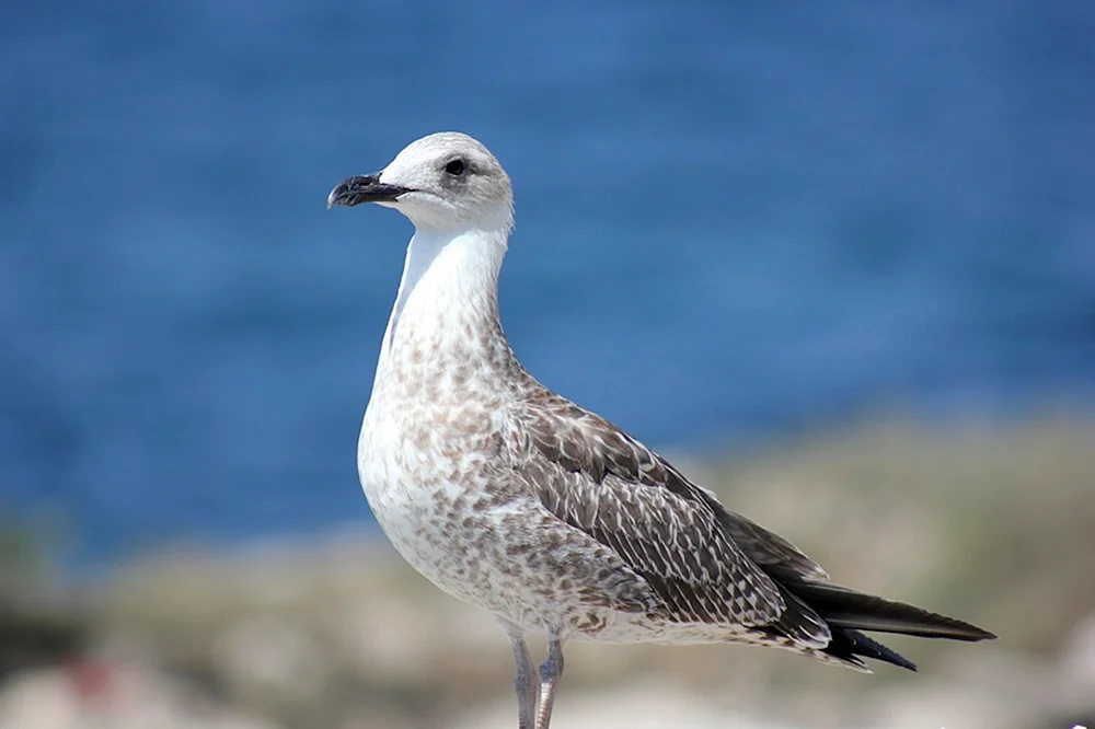 Albatrosscharbe