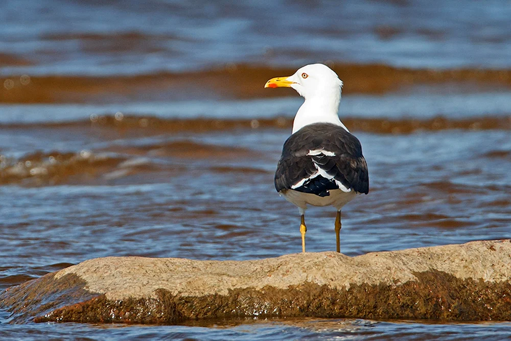 Vögel von St. Petersburg