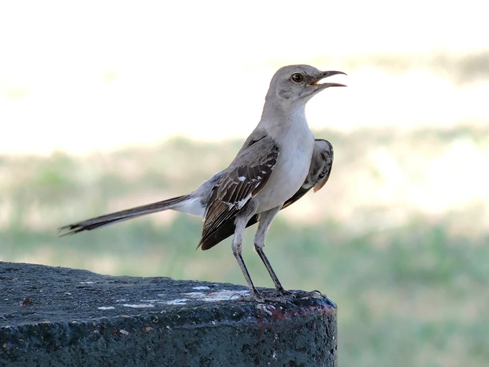 Möwe Spottdrossel