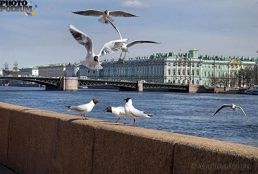 Vögel des Leningrader Gebiets