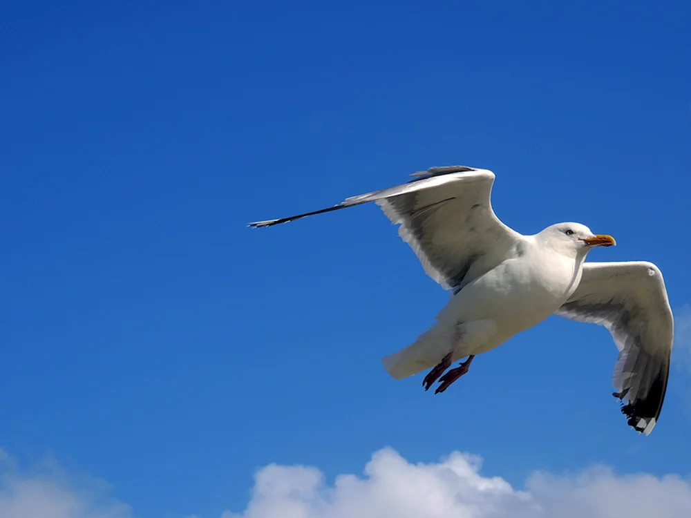 Vögel am Himmel