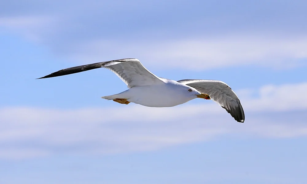 Möwe Turukhanskaya Möwe