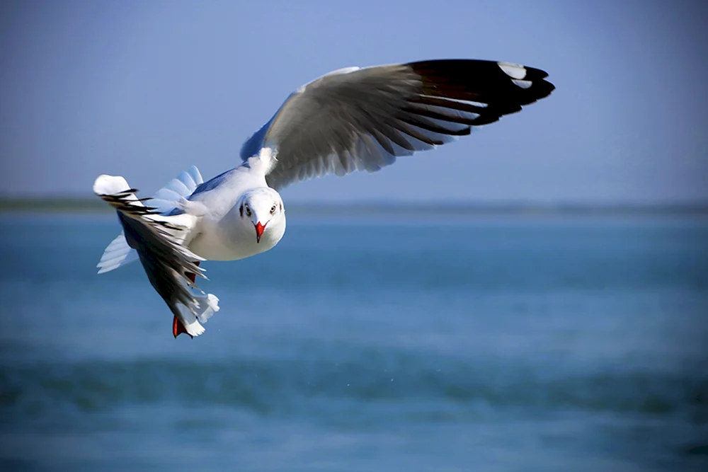 Vogel im Flug