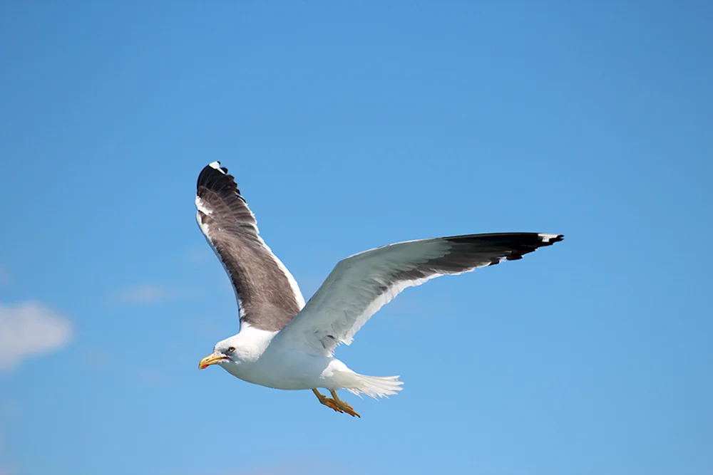 Vögel über dem Meer Meer