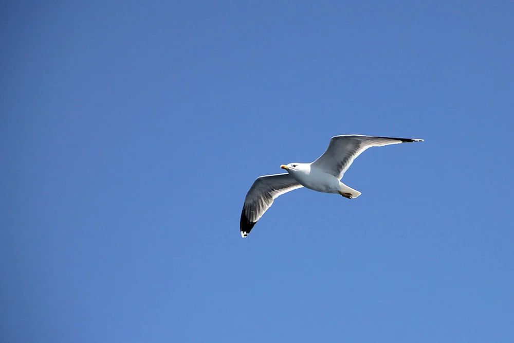 Vögel am Himmel. Turukhanskaya