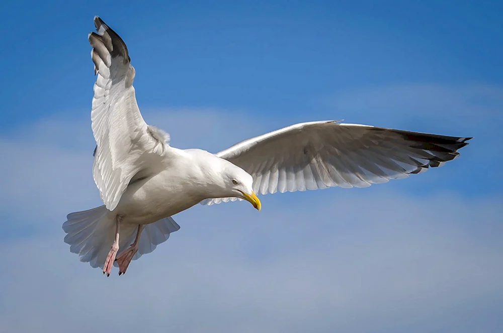 Möwe im Flug