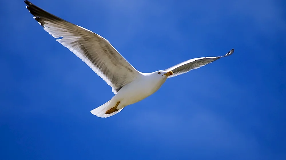Möwe am Himmel. Ein Vogel im Flug