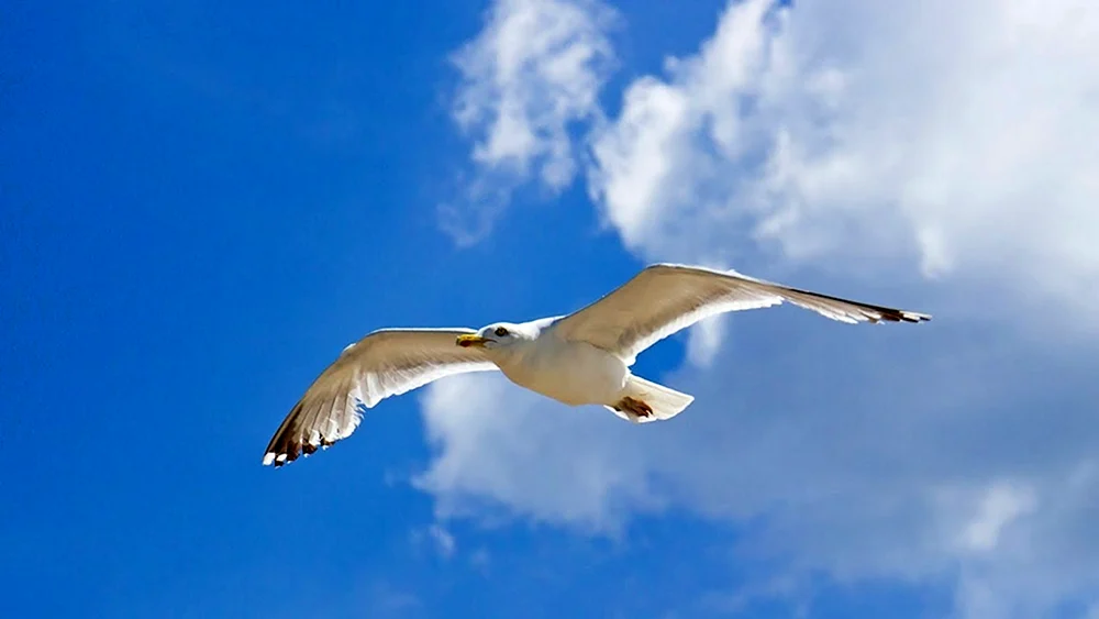 Vögel im Flug