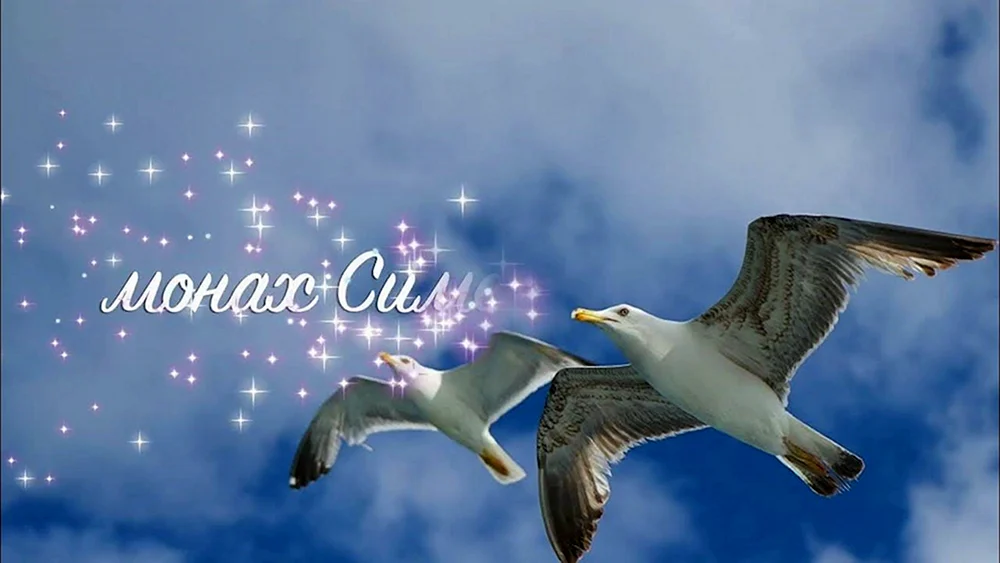 Vögel im Flug