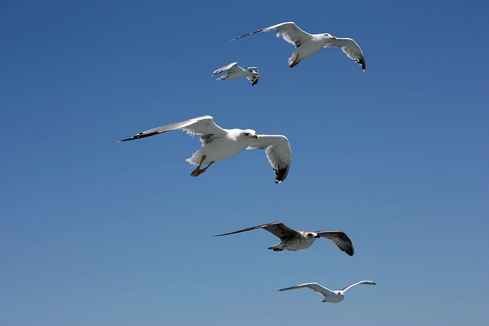 Vögel im Flug