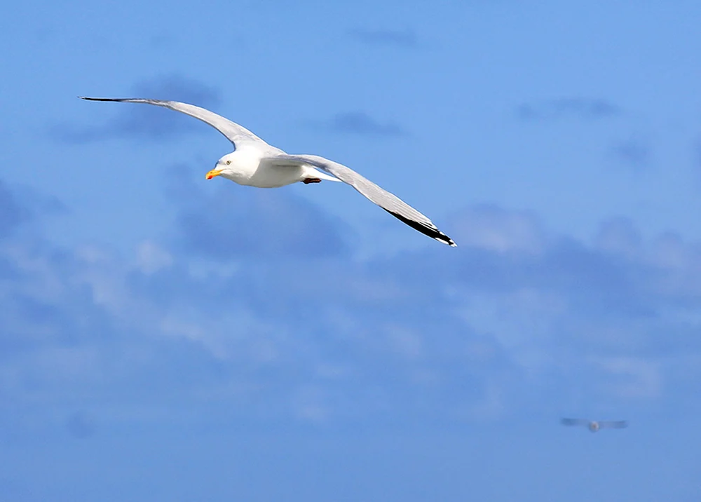 Albatrosse