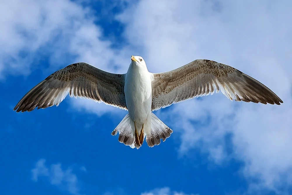 Vögel in der Front
