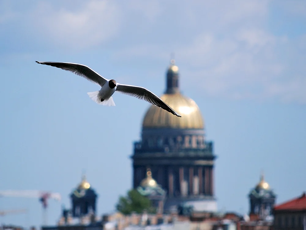Vögel von St. Petersburg