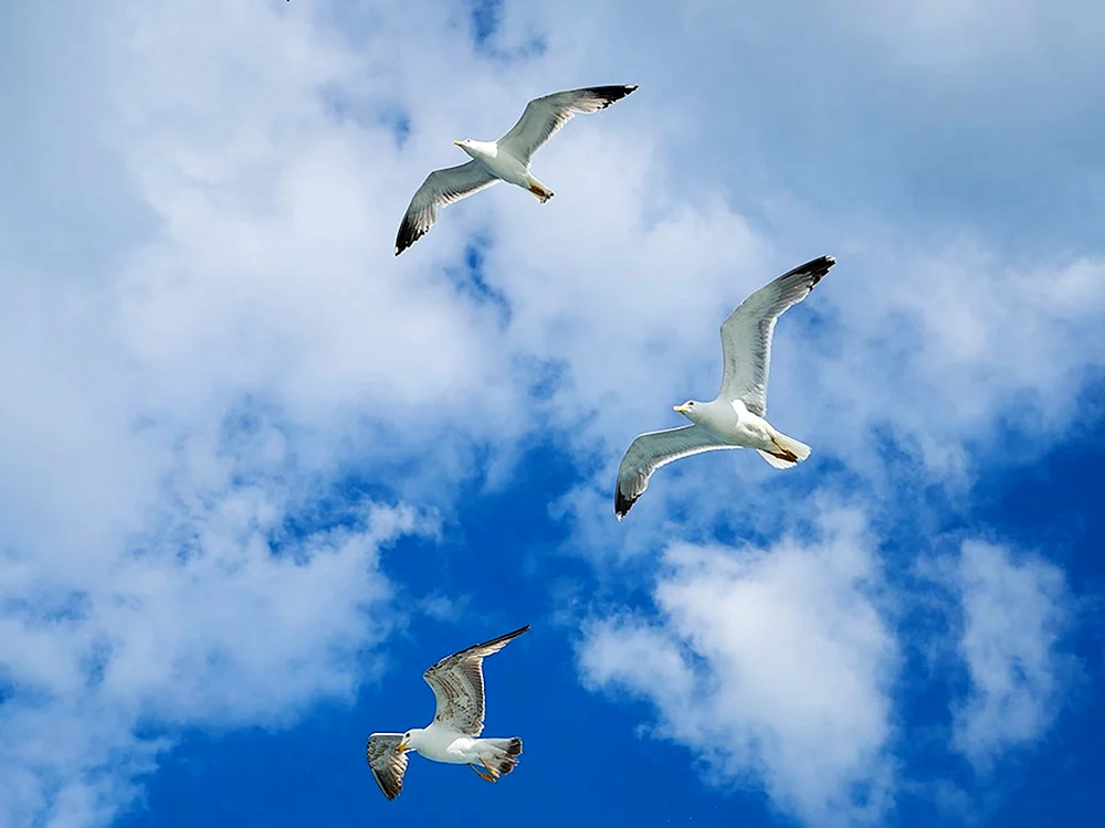 Vögel am Himmel.