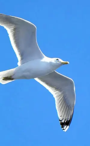 Möwen im Flug