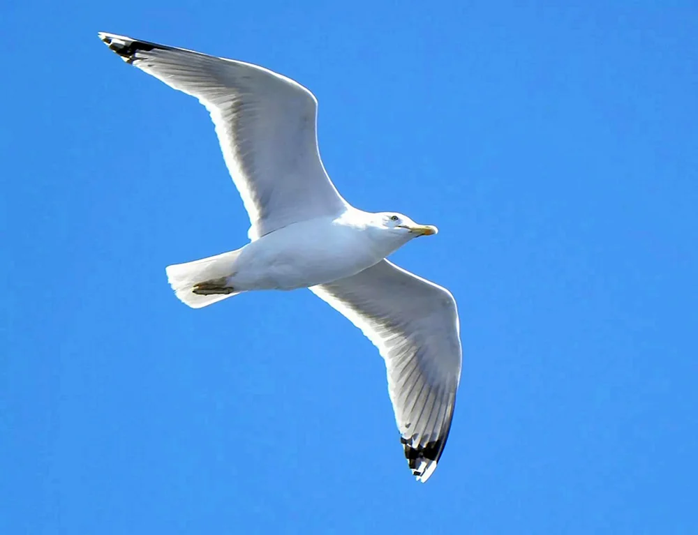 Möwen im Flug