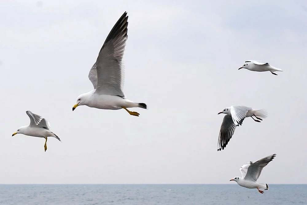 Möwen im Flug