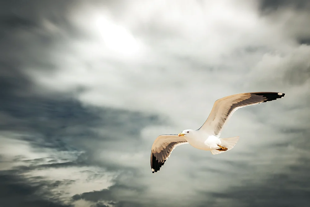 Albatros und Möwe