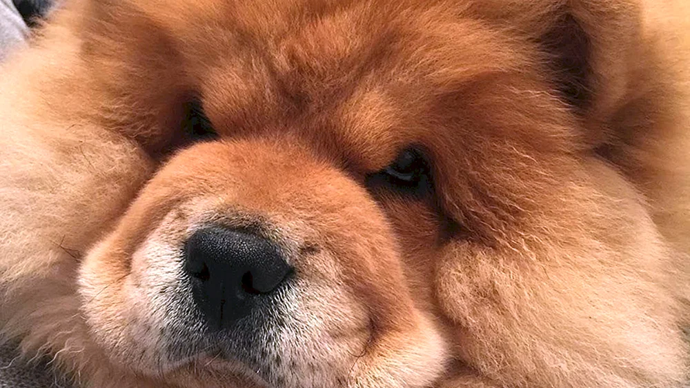 Pomeranian Spitz BOO
