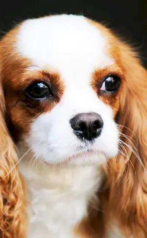 Charles Cocker Spaniel
