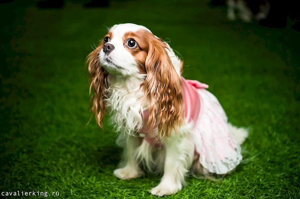Britischer Cocker spaniel