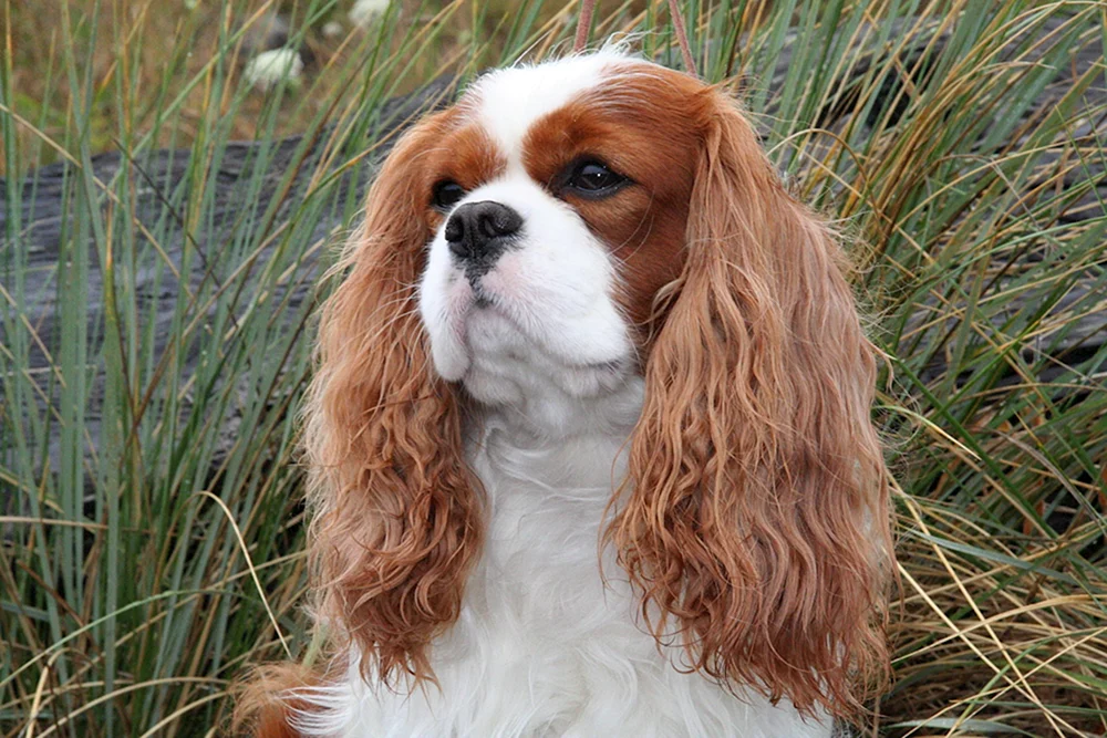 Charles Cocker Spaniel