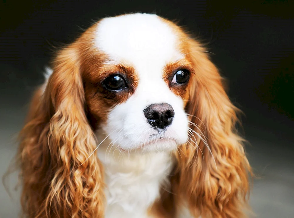 Charles Cocker Spaniel
