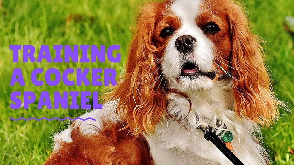 King Charles Spaniel