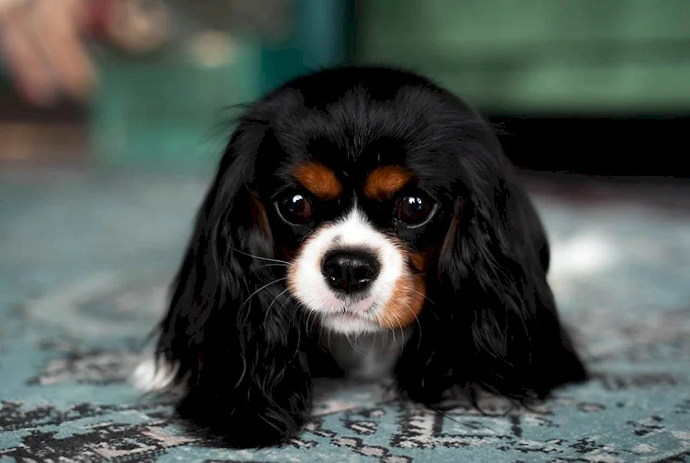 Charles Cocker spaniel