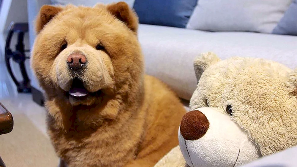 Cow Chow Chow