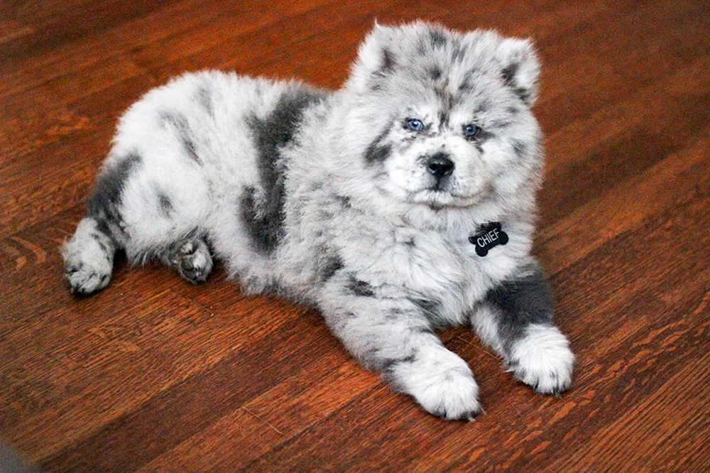 Spitz Blau Merle