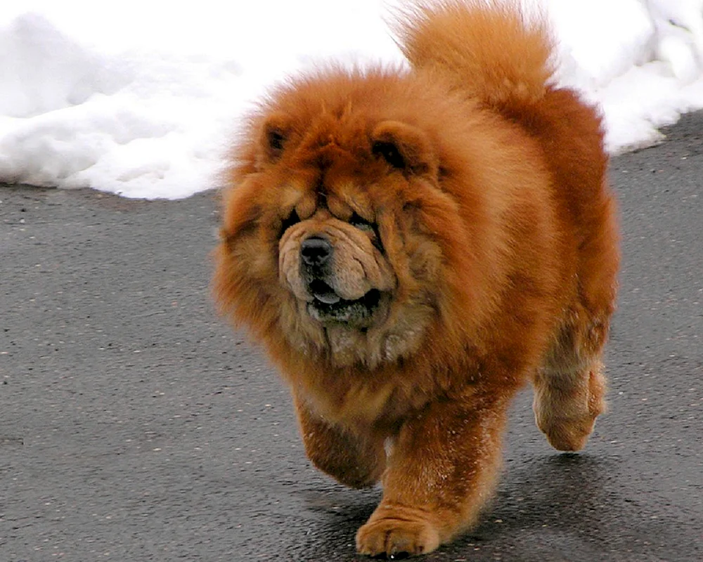 Chow Mastiff