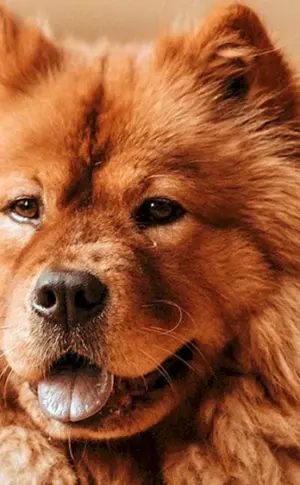 Chow Chow Chow Hund
