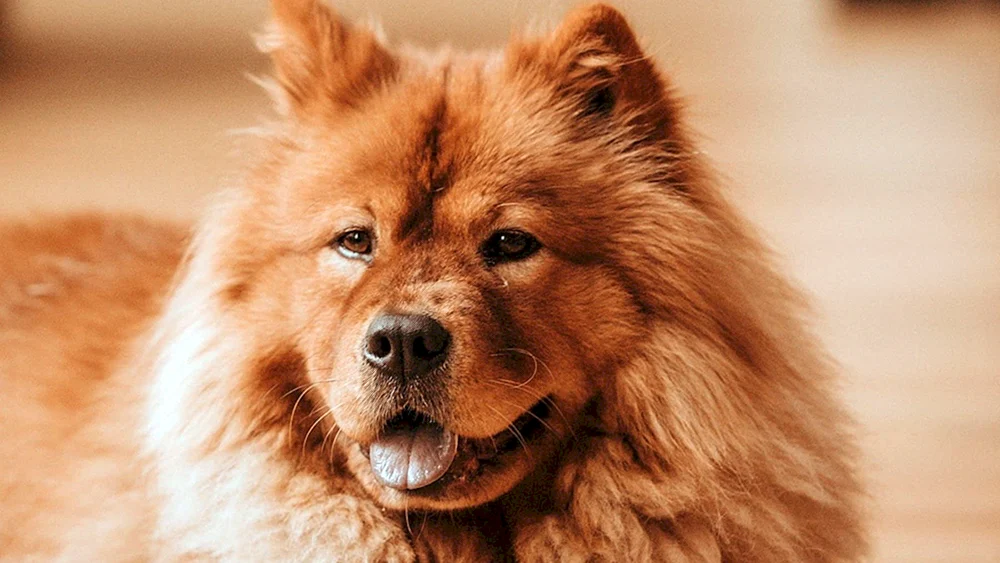 Chow Chow Chow Hund