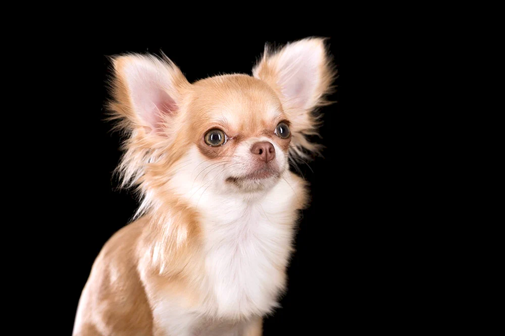 Chihuahua langhaarig