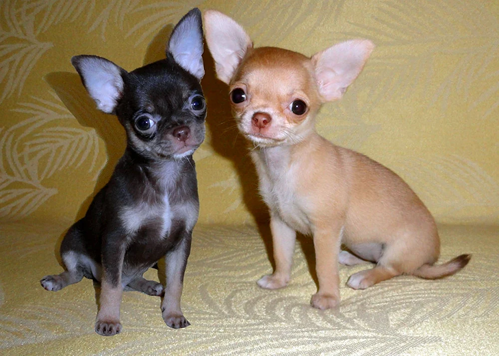 Chihuahua Kobbies langhaarig
