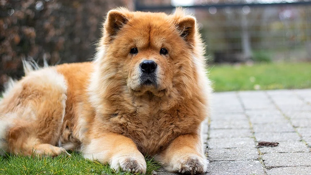 Samoyed husky Samoyed